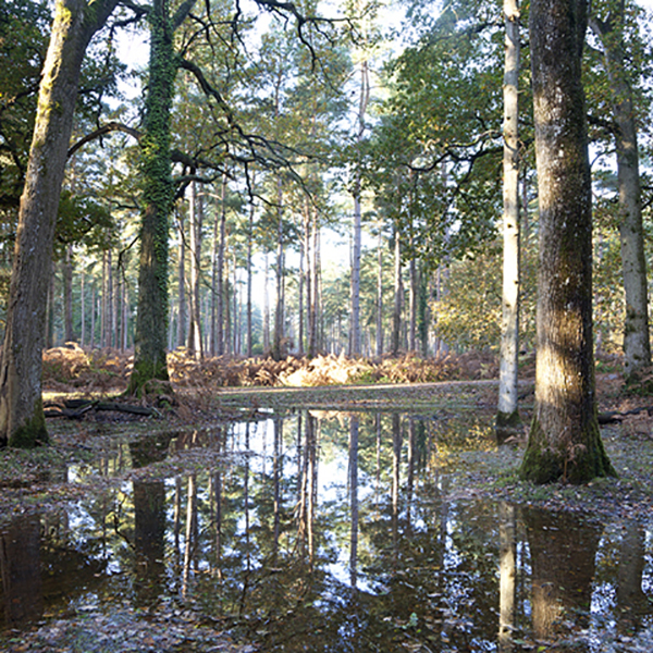 CL Autumn Reflections New Forest