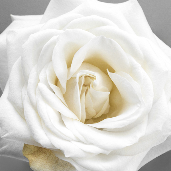 Sally Edwards-White Rose